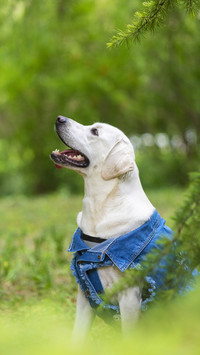 Mom made pajamas for dogs 48