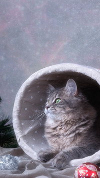 Cute pet-10