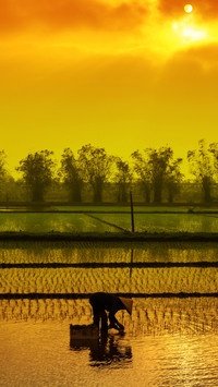 Working in the fields