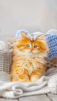 软萌小猫-拍信图库