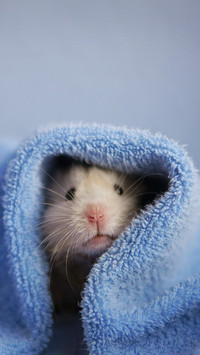 Hamster