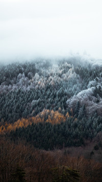 Winter Snowfield