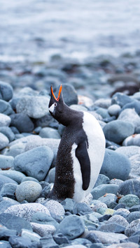 Gentoo penguin calling on Half Moon Island