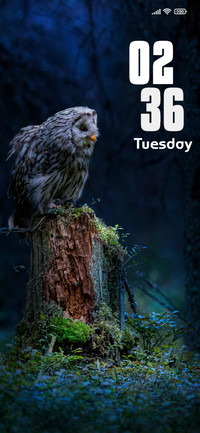 Owl