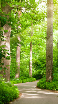 Forest Road