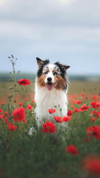 Dog417