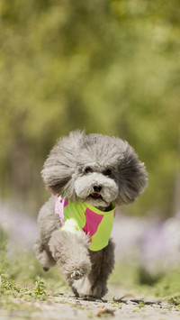 Do your dogs run around