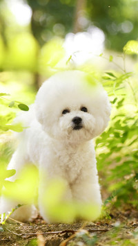 卷毛比熊犬