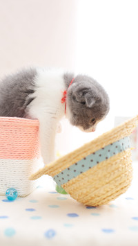 小萌宠折耳猫