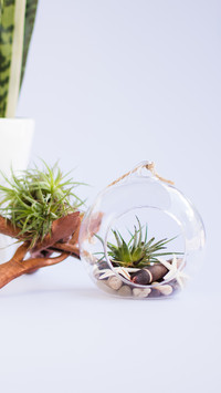 Plants that exclusively eat air 6