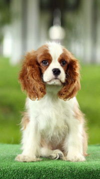 Hairstyle is important for pets 40