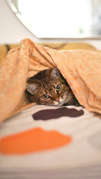 “勾引”猫咪的方式