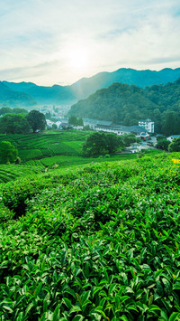 Chinese tea mountain love song 27