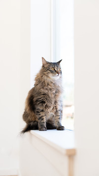 Young Long-Haired Tabby Cat Sitting on Window