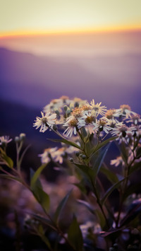 OGQ_plant (7)
