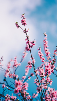 OGQ_plant (10)