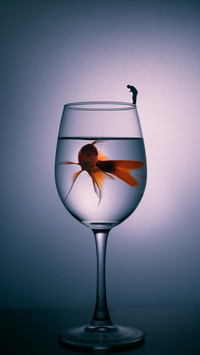 Elegant Cup, Peaceful Fish