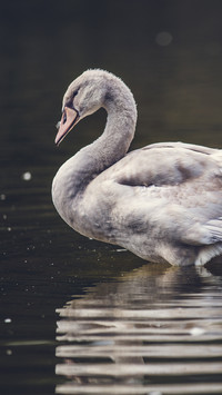 swan (6)