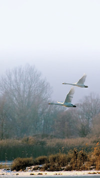 swan (7)