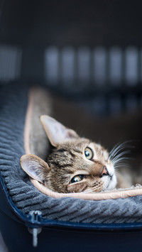 What do cats hate most 8