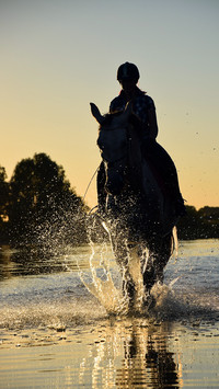 Horses8