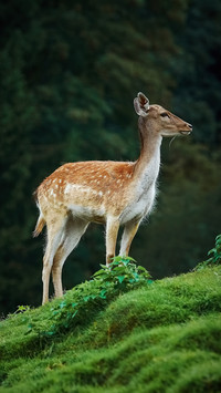 Why are the 100000 sika deer