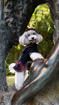 How to Adapt Dogs to New Environments 0