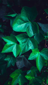 Fresh Green Leaf Wallpaper