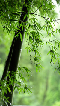Rainy and spring eat and drink separately without