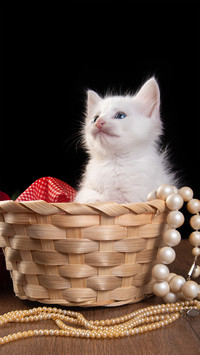 Lovely cat-02