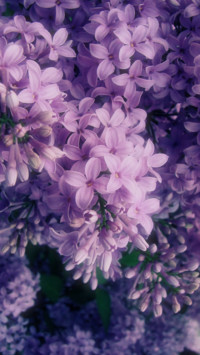 百花争艳