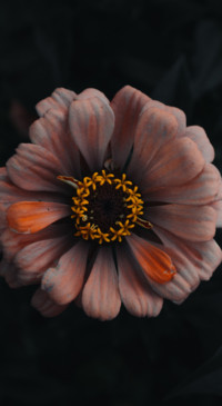 Macro Photography (28)