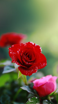 The fragrance king of the rose realm