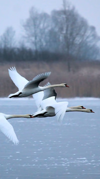 swan (11)