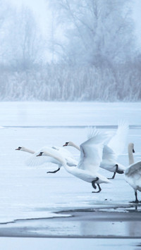 swan (12)