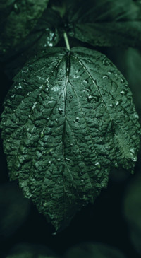 Earth Day (7)