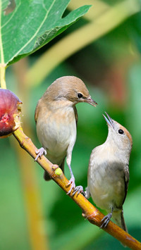 The blackcapped warbler on the fig tree