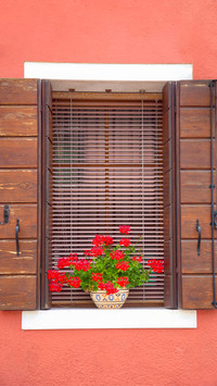 The flowers on the windowsill