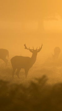 Deer Herd