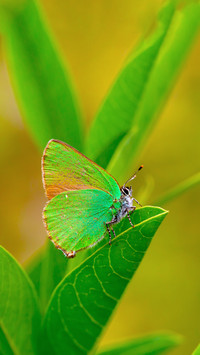 The Beauty of Nature