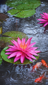 One Pool One Flower One Courtyard One Scenery 58