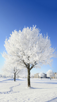 Snow covered trees in winter landscape against blue sky