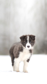 Young and happy sable border collie puppy in snow