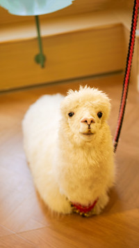 Why is the popular alpaca gradually losing its appeal