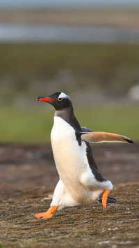 international_animal (5)