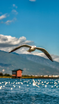The seagulls over erhai lake