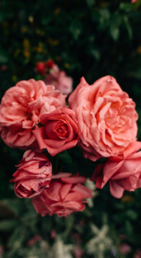 Floral B1 (1)