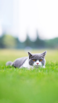 British short-haired cat playing on grass