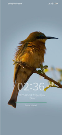 bee-eater