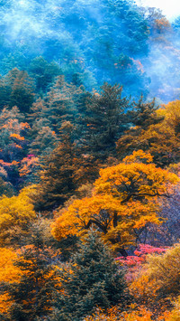 The autumn colors are rich in the colorful forests of wester
